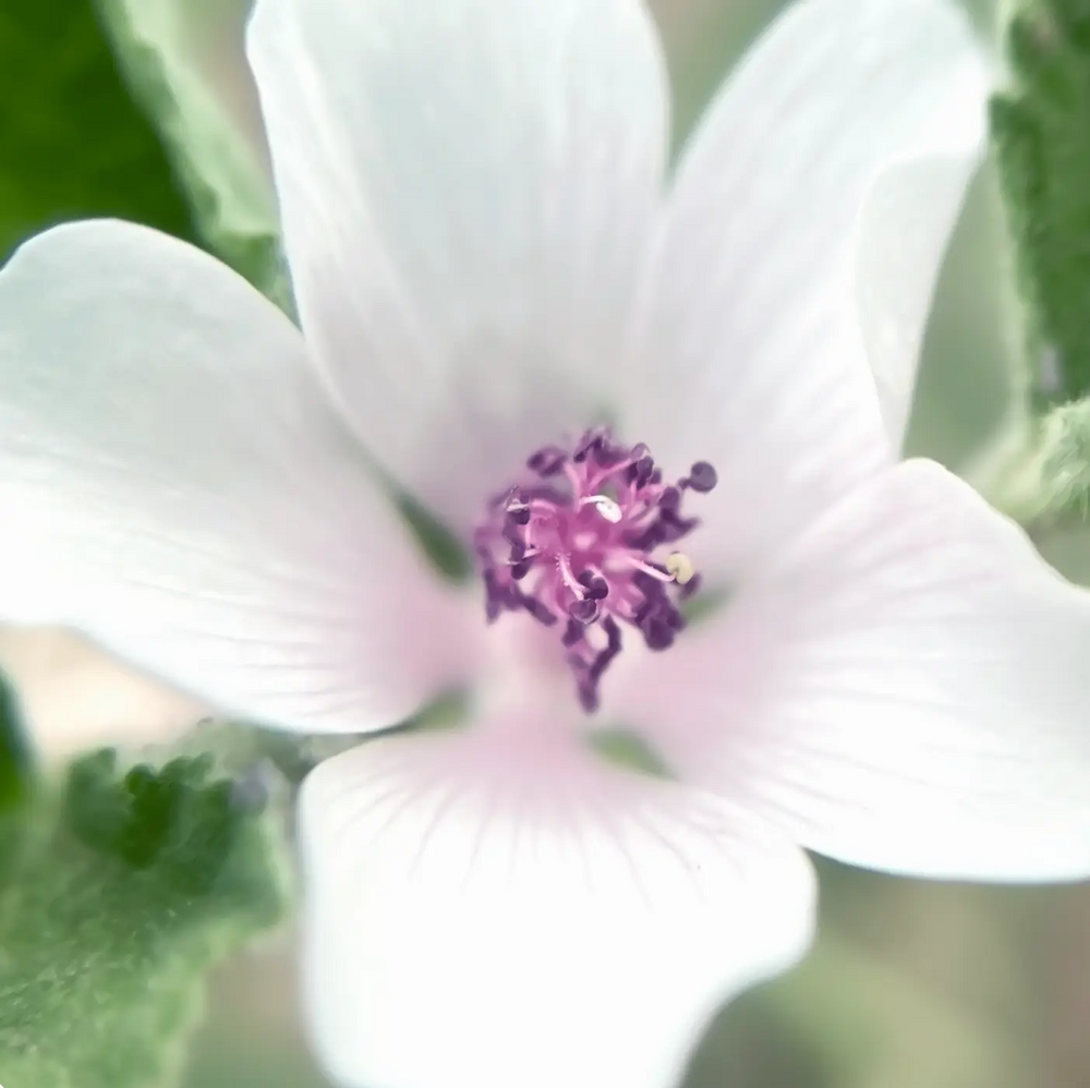 Althaea officinalis L. (Marshmallow Root)